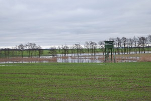 Moorschutz-Studie Polder Grosow