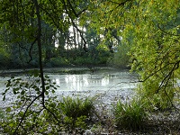 InselBiotope – Kleingewässer als Trittsteine im Biotopverbund auf der Insel Rügen