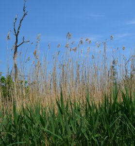 Wild & Wichtig: Schilf!
