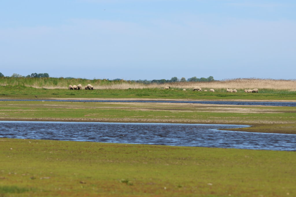 Polder in Drammendorf