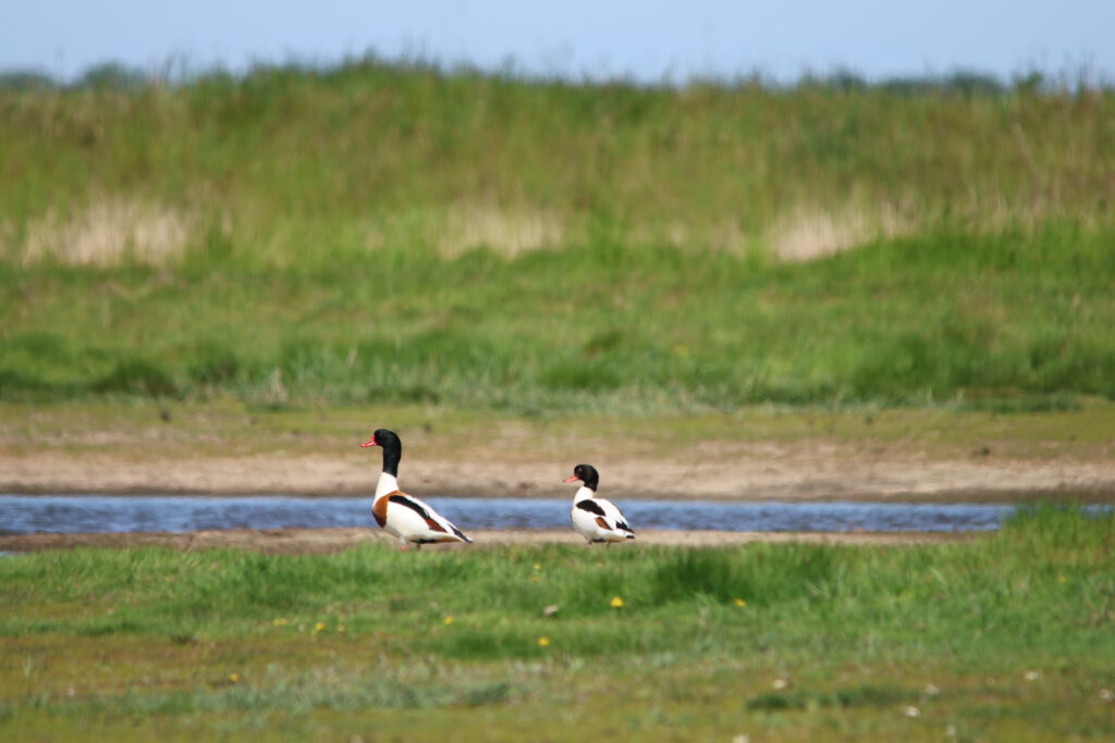 Polder Drammendorf